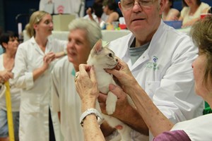 Wiltshire & District Cat Club Show 2009 Pictures by Paul Marshall